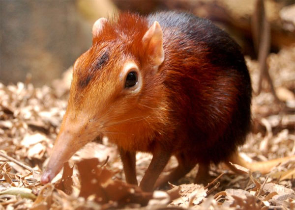 Землеройка карликовая белозубка (Suncus etruscus) — один из самых мелких зверьков планеты. Ее длина — около 3–5 см. Масса тела — 1,7–3,0 г. Обычна в Средиземноморье, но встречается и в других местах. Фото с сайта www.animalworld.ru