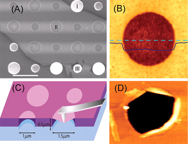 Рис. 1. Изображения графенных мембран. (A) — массив отверстий диаметром 1,5 и 1 мкм в графене, полученных с помощью сканирующего электронного микроскопа. Область I показывает отверстие, частично накрытое графенной мембраной, область II покрыта полностью и область III разорвана вследствие сильного прогиба пленки. Длина масштабной линейки 3 мкм. (B) — изображение отверстия диаметром 1,5 мкм, сделанное атомно-силовым микроскопом. Сплошная синяя линия показывает профиль мембраны вдоль ее диаметра (обозначенного пунктирной голубой линией). Характерная толщина пленки приблизительно 2,5 нм. (С) — схематический рисунок эксперимента. (D) — изображение разорванной мембраны, сделанное атомно-силовым микроскопом. Рис. из обсуждаемой статьи в Science