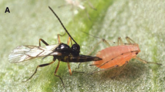 Наездник Aphidius ervi откладывает яйцо в тлю Acyrthosiphon pisum. Фото из обсуждаемой статьи в Science