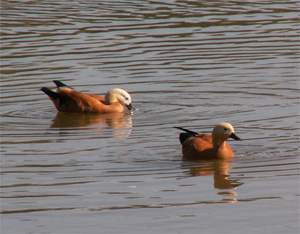 Огари на Гольяновском пруду в Москве (фото с сайта turizm.lib.ru)