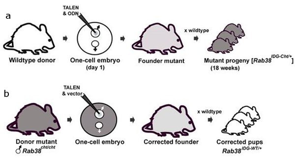 Рис. 4. Схема эксперимента по внесению мутации chocolate в геном мыши дикого типа (a) и исправление мутантного фенотипа (b).