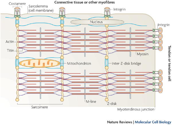 Схематичное изображение молекулярного устройства поперечно-полосатой мышцы