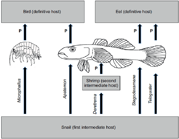 Рис. 3. Жизненный цикл нескольких видов (указана их родовая принадлежность) зомбирующих пресноводных сосальщиков из Новой Зеландии. Улитки являются первичными промежуточными хозяевами, бокоплавы или бычки — вторичными, птицы или угри — окончательными