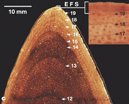 Срез ребра тираннозавра с четко выраженными слоями годового прироста. Цифры указывают год жизни. Наиболее активный рост был в 14-19 лет. Затем он резко замедлился. Это видно на вставке справа вверху, где линии после 19 лет идут очень тесно друг к другу (соответствующий участок помечен как EFS). Рисунок из статьи Erickson et al. 2004. Gigantism and comparative life-history parameters of tyrannosaurid dinosaurs // Nature. V.430. P.772-775