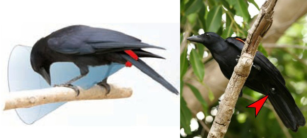 Слева: схема, показывающая место прикрепления видеокамеры (выделена красным) и область ее обзора (голубой конус). Справа: новокаледонская галка с видеокамерой под хвостом. Рис. из обсуждаемой статьи в Science, фото с сайта users.ox.ac.uk