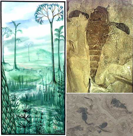 Слева: раннекаменноугольный пейзаж (рисунок доктора геол.-мин. наук С. В. Наугольных с сайта evolbiol.ru). Справа вверху: силурийский ракоскорпион (класс Меростомовые, отряд Ракоскорпионы); видны конечности весловидной формы, явно приспособленные для плавания, а не для ползания по земле (изображение с сайта science.kennesaw.edu). Справа внизу: ископаемый силурийский скорпион (жил в воде, как и ракоскорпионы); класс Паукообразные, отряд Скорпионы (фото с сайта evolbiol.ru)