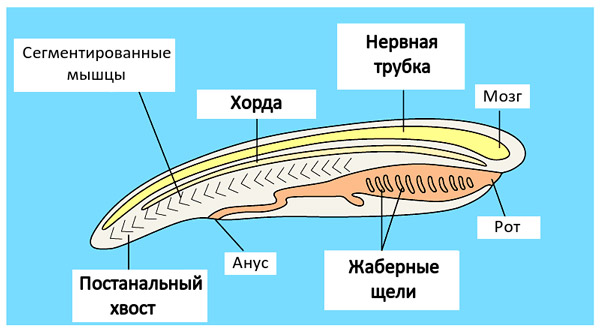 <b>Рис. 1.</b> План строения типа хордовых