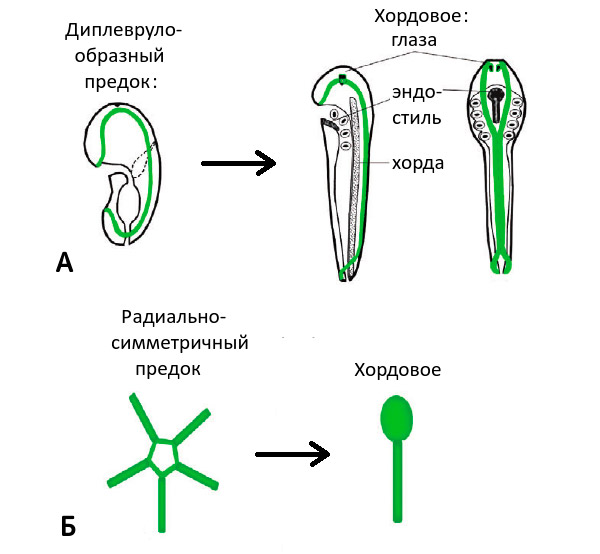 Рис. 3. Гипотезы происхождения хордовых