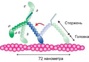 Так миозин V шагает по актиновой нити. Движение происходит справа налево. Сначала одна из «ног» миозина (зеленая) отделяется от актиновой нити, затем другая нога (синяя) наклоняется вперед. После этого зеленая нога хаотически вращается на шарнире до тех пор, пока не наткнется на актиновую нить. Рис. из обсуждаемой статьи в Science