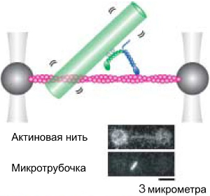 Схема эксперимента: тубулиновая микротрубочка (зеленый цилиндр) присоединена к одной из ног миозина. Актиновая нить зафиксирована в пространстве. Рис. из обсуждаемой статьи в Science