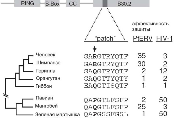 Эффективность белка TRIM5alpha против вирусов PtERV1 и ВИЧ (HIV-1). Вверху — схема строения белка TRIM5alpha, показаны основные функциональные блоки (домены). Домен B30.2 служит для узнавания капсидных белков ретровирусов. Показан ключевой участок этого домена («patch»), включающий 10 аминокислот. Звездочкой отмечена аминокислота, стоящая в 332-й позиции. Внизу слева — эволюционное древо исследованных видов приматов. Две колонки цифр справа отражают эффективность защиты клеток белком TRIM5б от вирусов. Каждое число показывает, во сколько раз меньше клеток заражает вирус, если клетки производят белок TRIM5alpha. Рис. из обсуждаемой статьи в Science