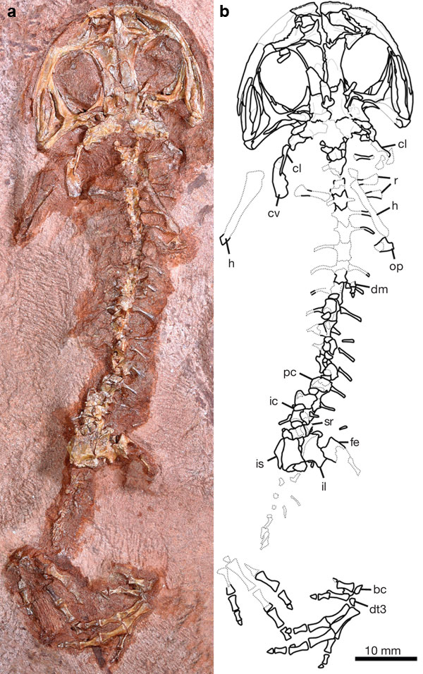 Скелет геробатрахуса. Изображение из обсуждаемой статьи в Nature
