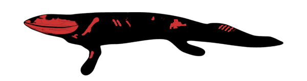 Силуэт вентастеги — одного из древнейших представителей тетрапод. Находки последних лет (красным показаны известные косточки) позволили довольно полно представить себе его облик. Рис с сайта www.devoniantimes.org