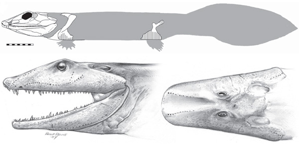 Вентастега похожа на акантостегу, так что для ее реконструкции использован рисунок акантостеги, к которому добавлен высокий хвостовой плавник и широкая депрессия на рыле. Длина масштабной линейки 10 см. Рис. из обсуждаемой статьи в Nature