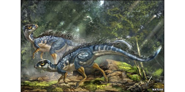 Волосатый птицетазовый динозавр тяньюлонг глазами художника. Какие части тела были покрыты «протоперьями», точно не известно. Один пучок волосовидных образований найден на спине, другой, самый крупный — у основания хвоста, третий (почему-то не учтенный художником) — на нижней стороне шеи. Рис. с сайта newsimg.bbc.co.uk