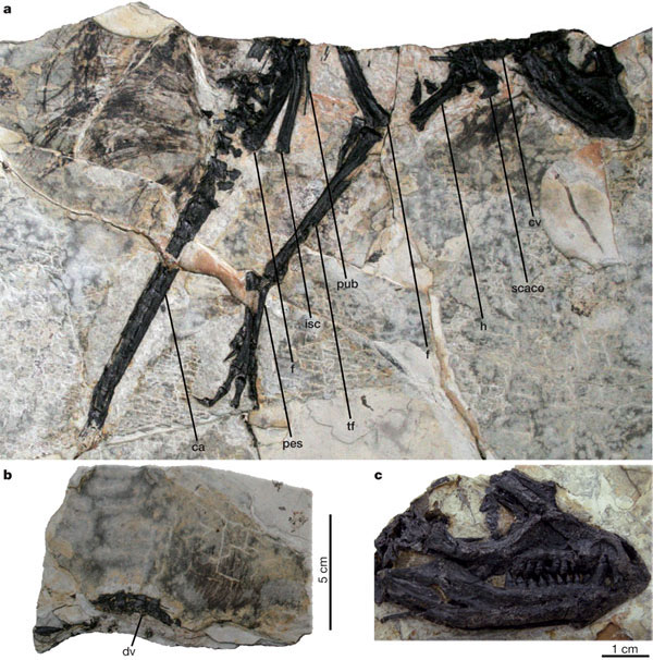 Tianyulong confuciusi. a — основной образец, b — дополнительный фрагмент c частью позвоночника и «спинным» пучком волосовидных образований, c — череп. Фото из обсуждаемой статьи в Nature