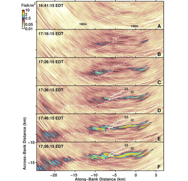 Последовательные этапы формирования стаи сельди. Изображения получены при помощи эхолокационного сканирования акватории размером 7 на 32 км (расстояние от эхолокационной установки отмечено на нижнем и левом краях рисунка). В левом верхнем углу каждой диаграммы указано время суток (все изображения получены вечером 3 октября 2006 года). Разными цветами показана плотность рыб (см. легенду слева вверху). Рис. из обсуждаемой статьи в Science