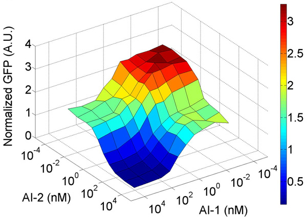 Этот график иллюстрирует работу «молекулярного переключателя», регулирующего поведение светящейся бактерии Vibrio harveyi в зависимости от концентрации двух сигнальных веществ (AI-1 и AI-2), которые используются бактериями для общения друг с другом. По горизонтальным осям — концентрации двух веществ, по вертикальной оси — величина, обратная силе реакции бактерии на данный химический сигнал. Видно, что «молекулярный переключатель» имеет три устойчивых состояния: «синее» (концентрации обоих веществ высокие, реакция максимальная), «зеленое» (концентрация одного из веществ, причем любого из двух, высокая, а другого — низкая, реакция промежуточная) и «красное» (концентрации обоих веществ низкие, реакция минимальная). Рис. из обсуждаемой статьи в PLoS Biology