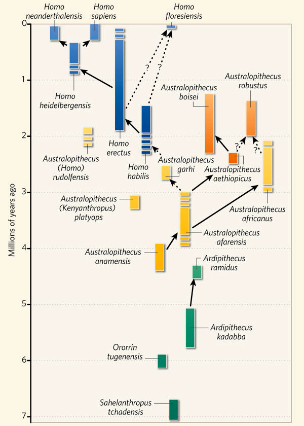 Время существования и предполагаемые родственные связи ископаемых гоминин. По вертикальной оси — время в млн лет назад. Сплошными стрелками показаны более или менее точно установленные родственные связи, пунктирными — гипотетические. Показаны два возможных варианта происхождения Homo floresiensis — от ранних эректусов и от хабилисов. Рис. из обсуждаемой статьи D. E. Lieberman в Nature