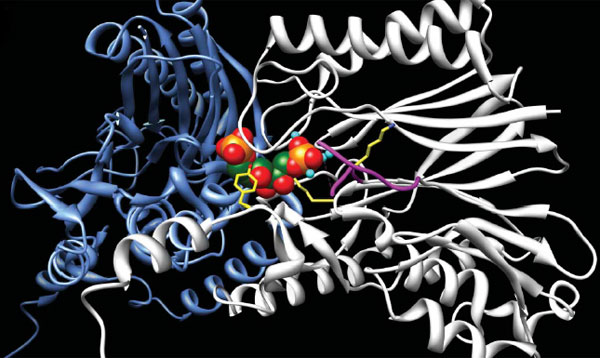 Трехмерная структура двух молекул FBP-альдолазы/фосфатазы в рабочем положении. Конструкция из цветных шариков в центре изображает молекулу субстрата (фруктозо-1,6,-бисфосфата, FBP). Рисунок из обсуждаемой статьи в Nature