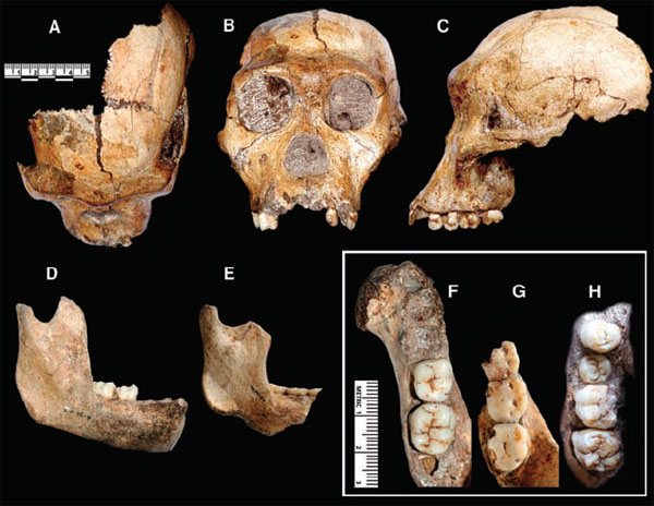 Australopithecus sediba. A–C — череп молодой особи, D, F — ее же нижняя челюсть, H — зубы верхней челюсти, E, G — нижняя челюсть взрослой особи. Изображение из обсуждаемой статьи Berger et al.