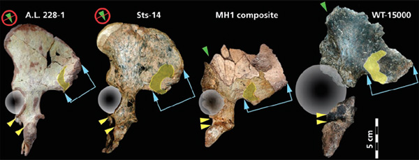 Строение таза, слева направо: A. afarensis, A. africanus, A. sediba, H. erectus. Кругами обозначено положение тазобедренного сустава. Изображение из обсуждаемой статьи Berger et al.