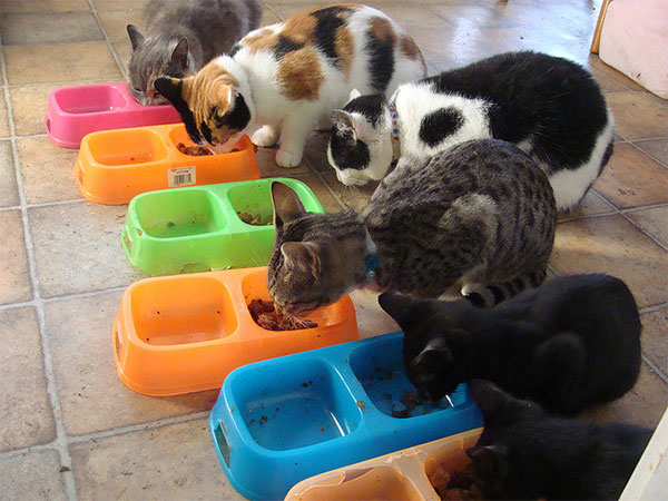 Сегодня люди кормят своих любимых питомцев, но, как свидетельствуют данные палеонтологии, 2 млн лет назад именно кошки обеспечивали мясом людей и заставляли их всемерно совершенствоваться. Фото с сайта www.flickr.com/photos/izzis6hams