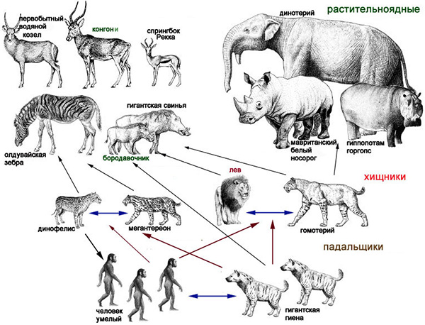 Схематическое (очень упрощенное) отображение пищевой цепи млекопитающих около 2 млн лет назад. Показаны блоки среднеразмерных и крупных растительноядных животных, средних и крупных хищников и падальщиков. Рисунок из обсуждаемой статьи в Вестнике Московского университета