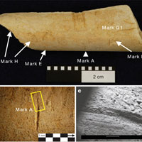 Обломок бедренной кости жвачного животного размером с козу, на котором сохранились царапины от каменных орудий. Возраст находки — 3,4 млн лет. Изображение из обсуждаемой статьи в Nature
