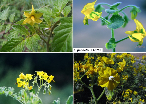 Томат (Solanum lycopersicum, слева вверху) и дикие вида рода Solanum, сохранившие способность к скрещиванию с ним: S. pennellii, S. habrochaites, S. lycopersicoides. Фото с сайтов commons.wikimedia.org, tgrc.ucdavis.edu, www.eeb.cornell.edu, www.chileflora.com