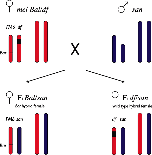 Схема экспериментов с дрозофилами. Хромосомы mel показаны красным цветом, хромосомы san — синим. Скрещивается самка mel с самцом san. Самая короткая — Y-хромосома, X-хромосома подлиннее. Черным показан отсутствующий участок хромосомы (в данном случае — X-хромосомы). Хромосома с отсутствующим участком помечена буквами df (от deficiency). Вторая X-хромосома самки mel (помечена буквами FM6) — целая и помеченная доминантной мутацией Bar. Рис. из обсуждаемой статьи Matute et al.