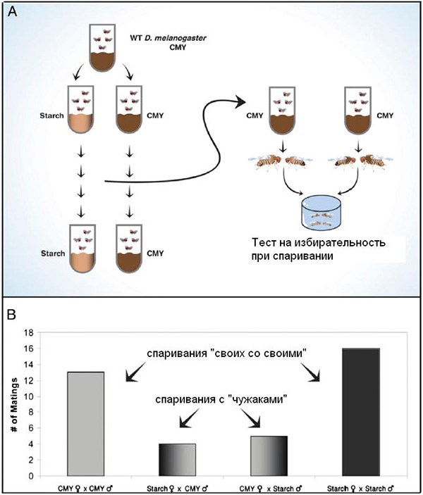 A — схема эксперимента; starch — среда на основе крахмала, CMY — стандартная среда, включающая кукурузную муку (cornmeal), патоку (molasses) и дрожжи (yeast). B — результаты тестирования на избирательность после 11 поколений. Высота столбиков отражает количество спариваний. Рисунок из обсуждаемой статьи в PNAS