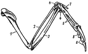 Скелет крыла вороны: 1 — плечевая кость, 2 — лучевая кость, 3 — локтевая кость, 4 — самостоятельные косточки запястья, 5 — пряжка (слившиеся косточки запястья и пясти), 6 — фаланги II пальца, 7 — единственная фаланга I пальца, 8 — единственная фаланга III пальца. Рисунок с сайта zoomet.ru