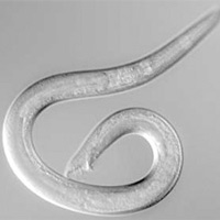 У круглых червей Caenorhabditis elegans нет самок, а есть только самцы (слева) и гермафродиты (справа). Гермафродитов можно отличить по тоненькому длинному хвостику. Фото с сайтов www.nematodes.org и www.kiwicrossing.com