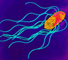 Бактерия <i>Salmonella enterica</i>