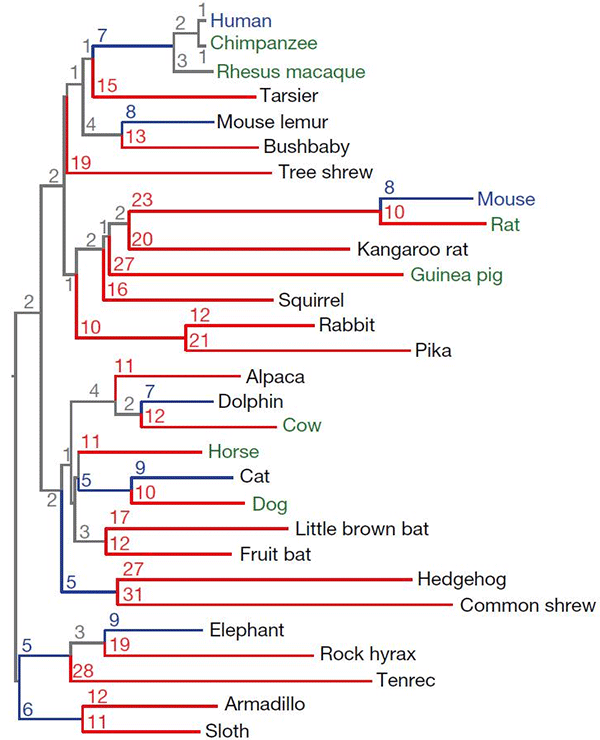 Эволюционное дерево 29 видов плацентарных млекопитающих, чьи геномы анализируются в рассматриваемой работе. Синим выделены полностью прочтенные геномы, зеленым — высококачественные, черным — менее качественные «черновики». Цифрами показано количество нуклеотидных замен (на сотню) для каждой ветви дерева. Красным выделены ветви с более чем десятью заменами на сотню нуклеотидов. Рисунок из обсуждаемой статьи в Nature