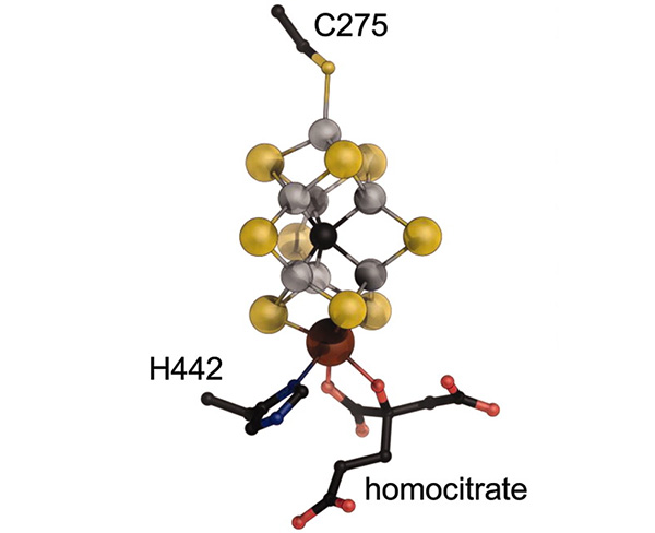 Структура железо-молибденового кофактора, катализирующего фиксацию атмосферного азота. Изображение из обсуждаемой статьи Spatzal et al. в Science