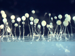 Плодовые тела <i>Dictyostelium discoideum</i> на агаре\n