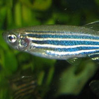 Рис. 1. Популярная аквариумная рыбка Danio rerio (данио-рерио) — модельный организм в биологии развития и герой массы научных статей