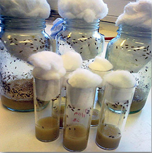 Культивация дрозофил