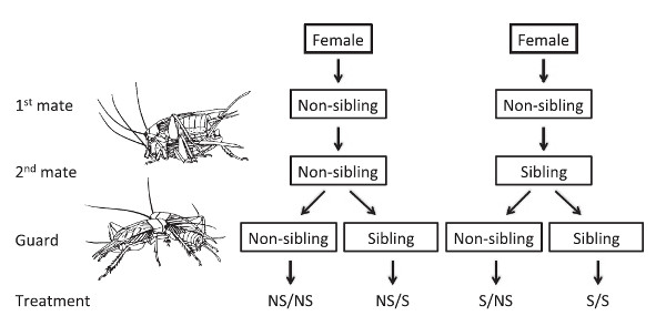 Рис. 1. Схема эксперимента. Все самки копулировали с неродственными самцами (non-sibling) при первой копуляции; в половине случаев с братьями (sibling), а в половине случаев — с неродственными самцами при второй копуляции