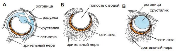 Рис. 2. Схема глаза осьминога (А), наутилуса (Б) и хитона (В).