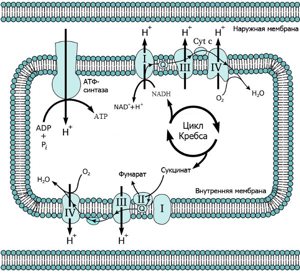 Рис. 1. Дыхательная цепь переноса электронов в митохондрии