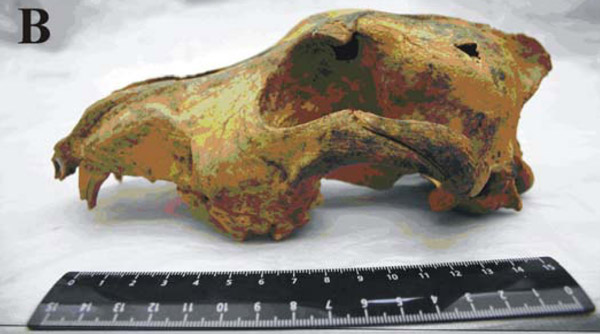 Древнейший череп собаки