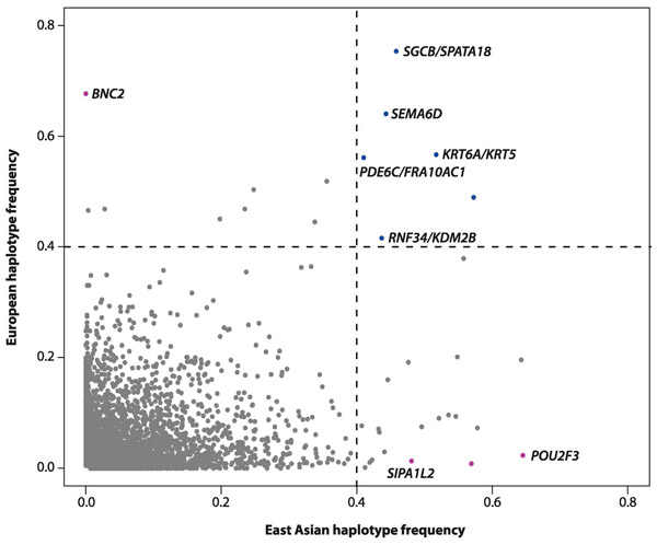 Частоты неандертальских генов у азиатов и европейцев