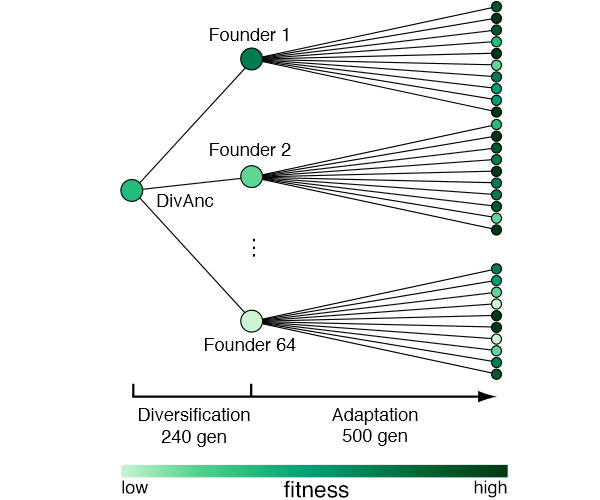 Рис. 1. Схема эксперимента