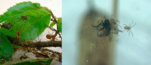 Рис. 1. Социальные пауки Anelosimus studiosus