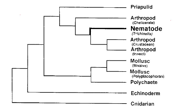 Рис. 2. Филогенетическая схема, на которой впервые появляется группа Ecdysozoa