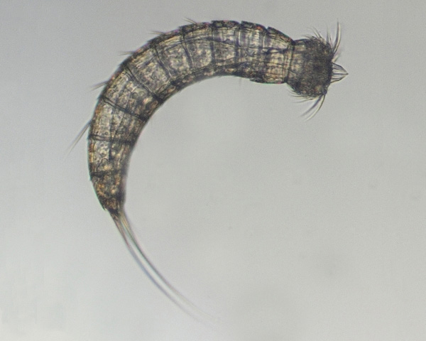 Рис. 3. Echinoderes kristenseni, типичный представитель киноринхов. Хорошо видна внешняя сегментация