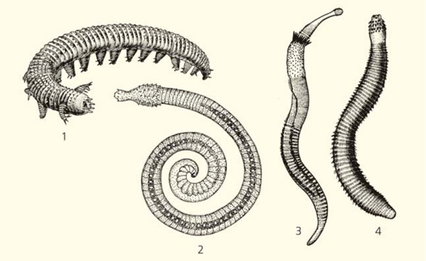 Рис. 4. Древние червеобразные Ecdysozoa
